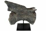 Dinosaur (Camarasaurus) Caudal Vertebra - Metal Stand #77928-4